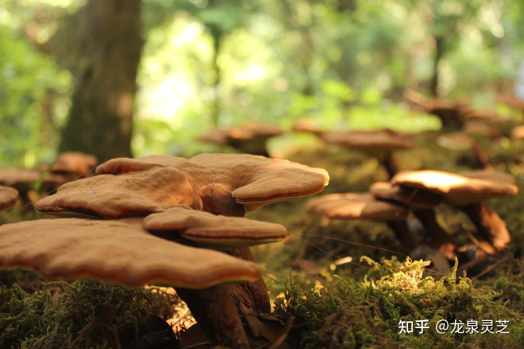 龙泉产的灵芝真的好吗? - 知乎