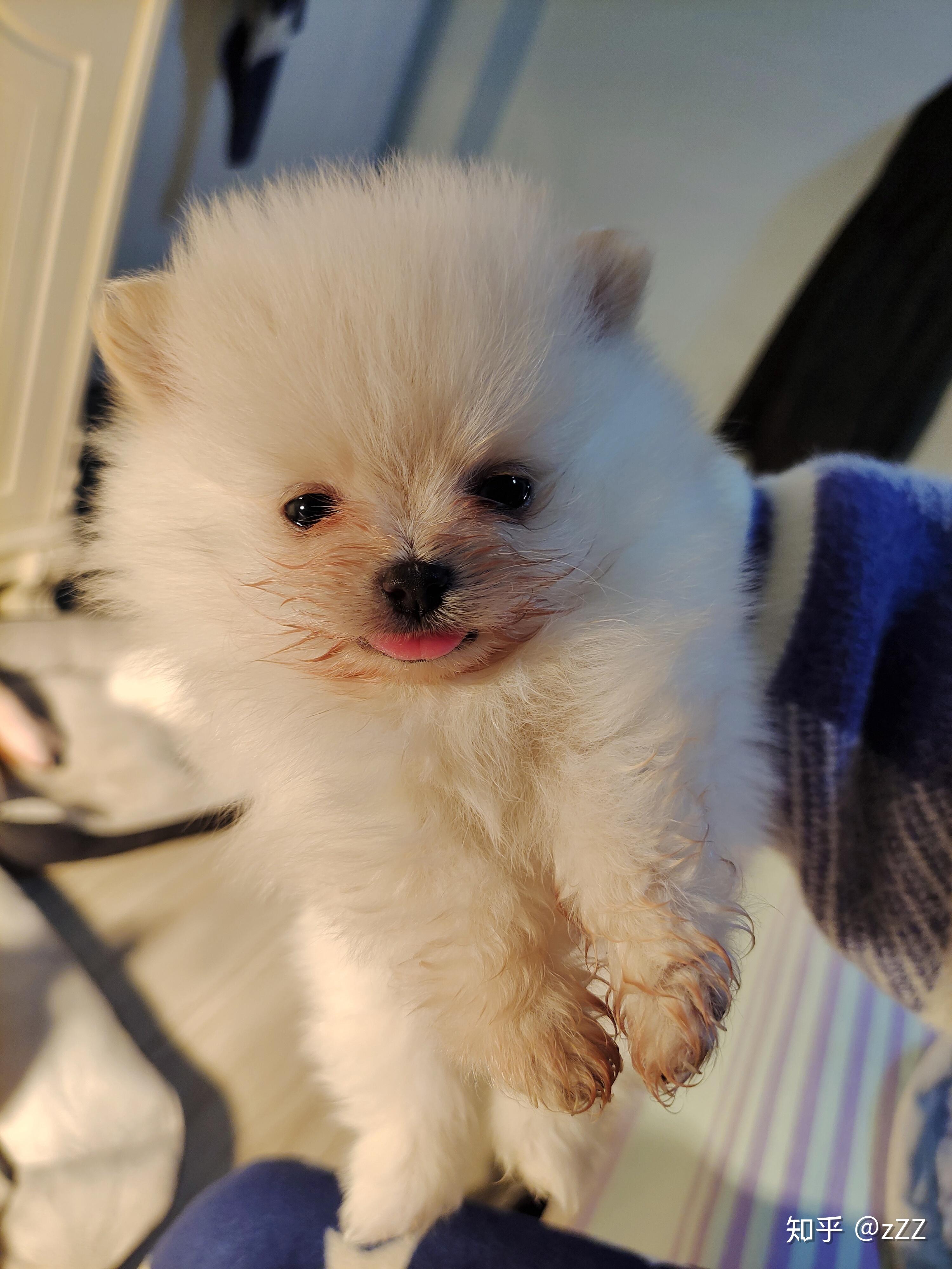 白色博美犬多少钱一只? - 知乎