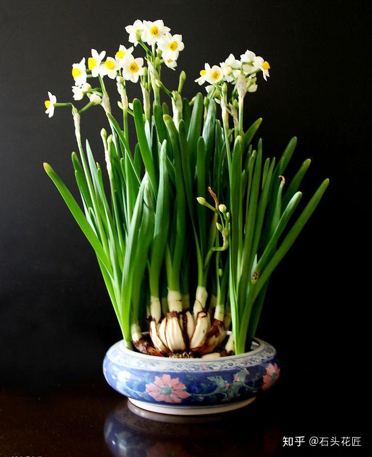 水仙花长成"大蒜苗"?赶紧用上3个小方法,过年就开花