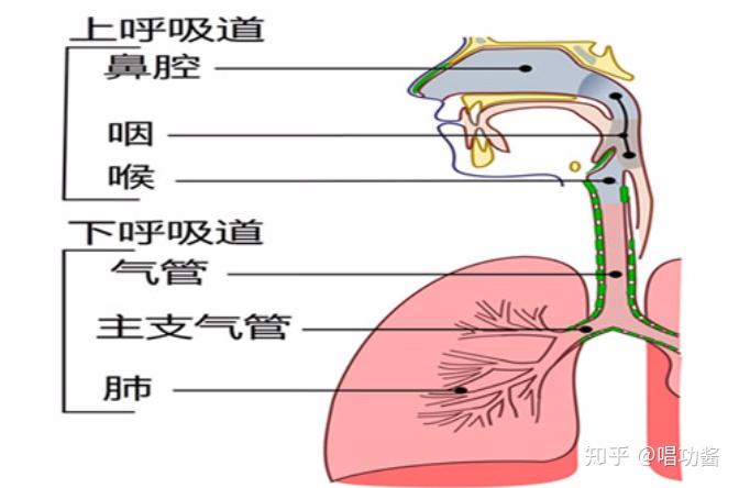 请问演唱的传声道长短是什么意思?