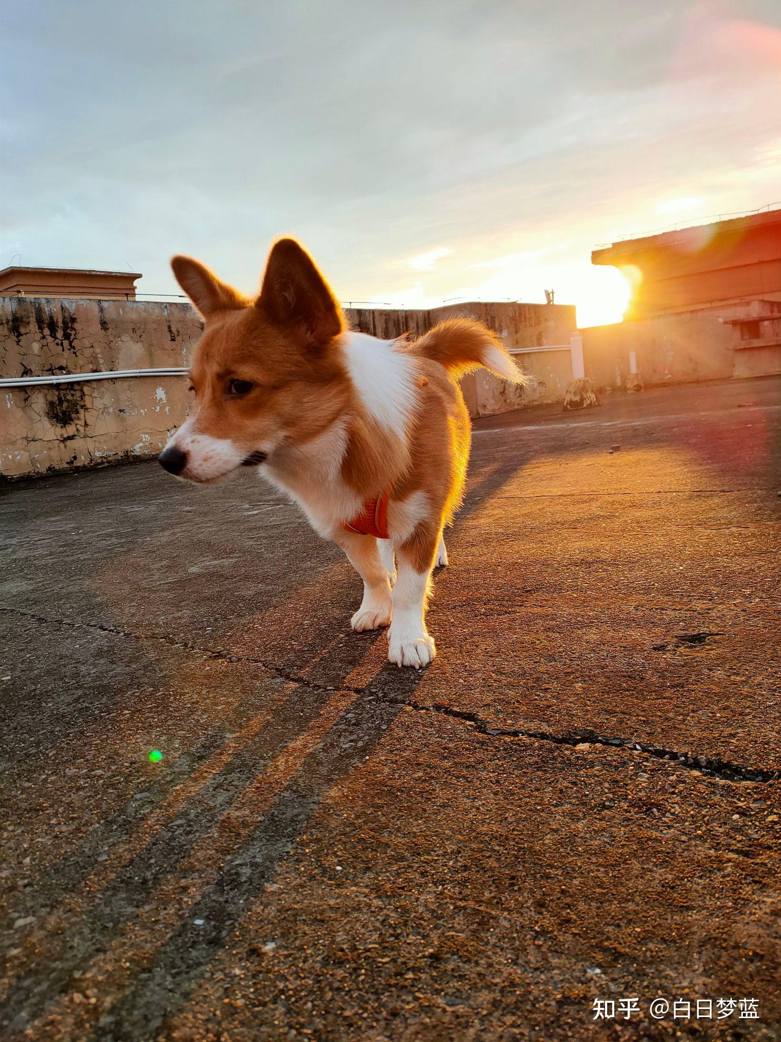 你见过最好看的串串狗是什么样子? - 知乎