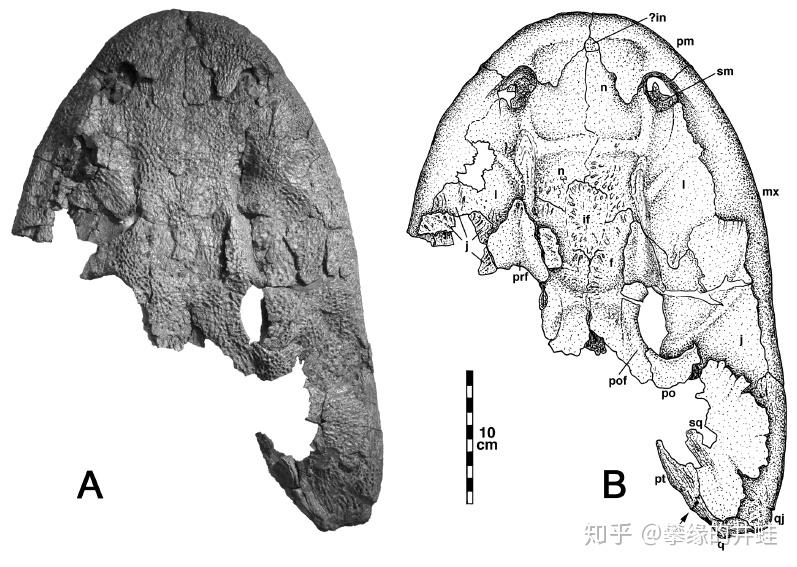 大的影响,许多原始的属种,比如引螈(eryops)和帆螈(platyhystrix)化石