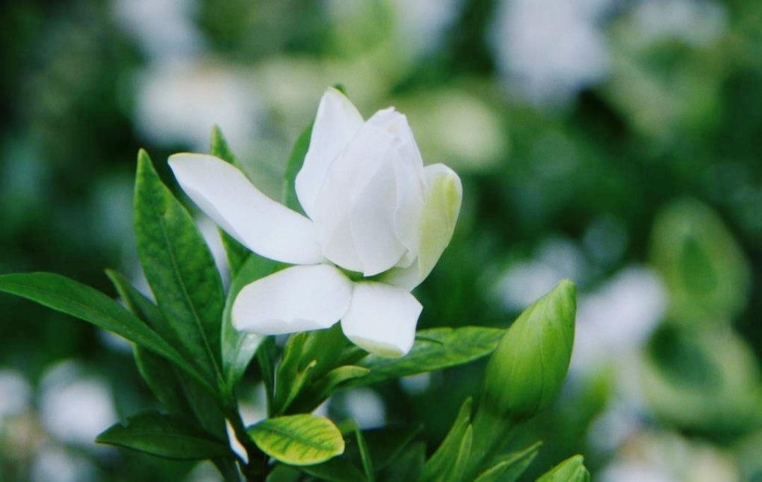 明信片植物志 三 梅朵 腊梅 绿梅 寒菊 红梅 雪竹 南天竺 玻璃窗花 羽衣甘蓝 水仙 银杏 栀子 知乎