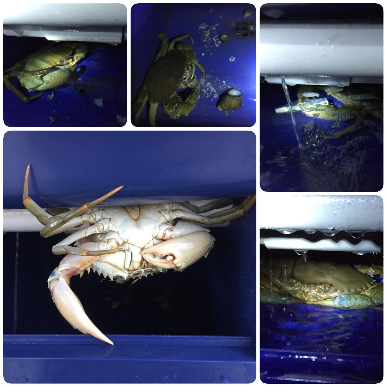 螃蟹养殖盒螃蟹养殖设备螃蟹养殖箱室内立体养殖盒工厂化螃蟹养殖设备