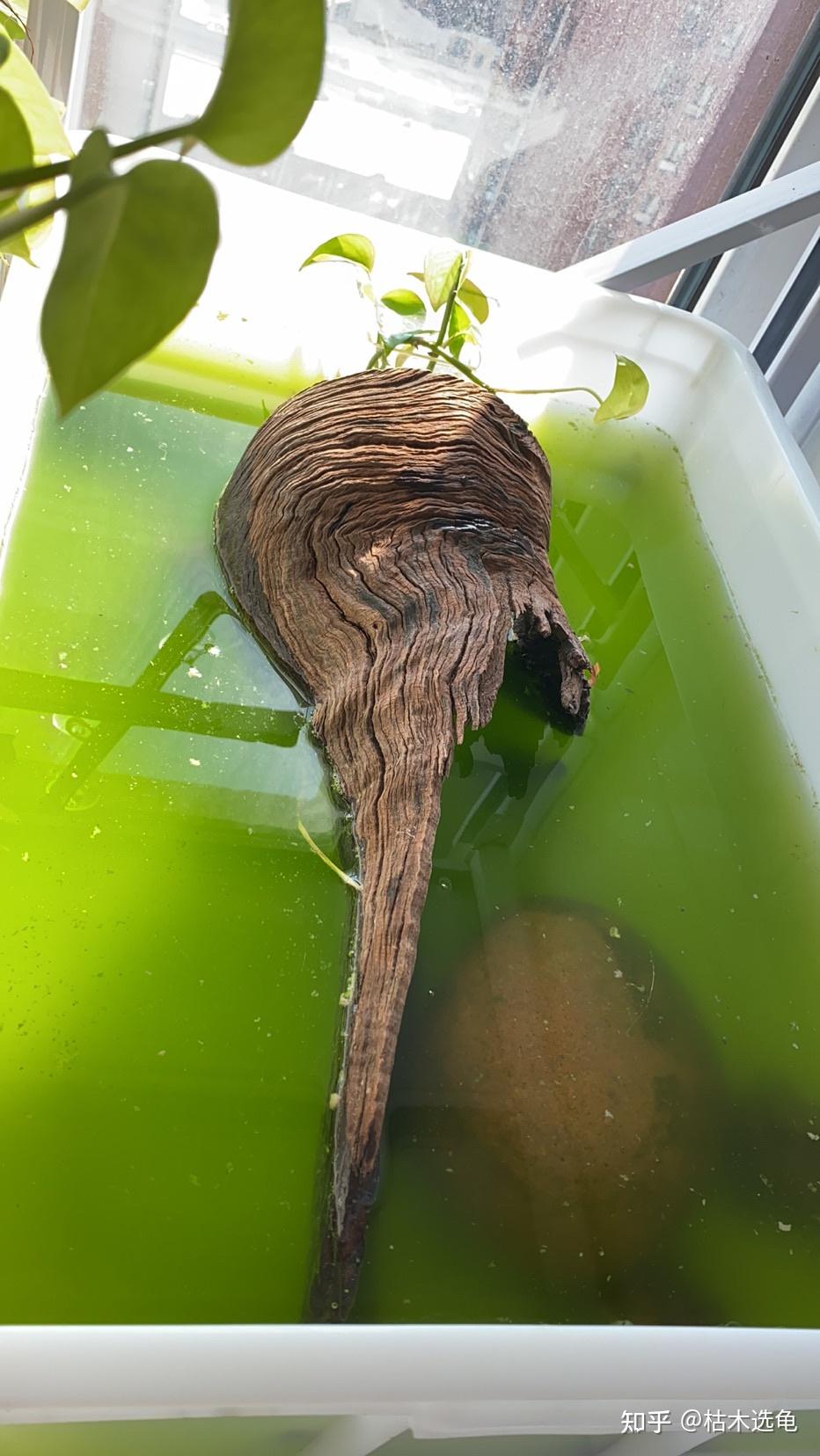 养龟不用过滤养所谓的绿水在不流动情况下如何保证水清澈