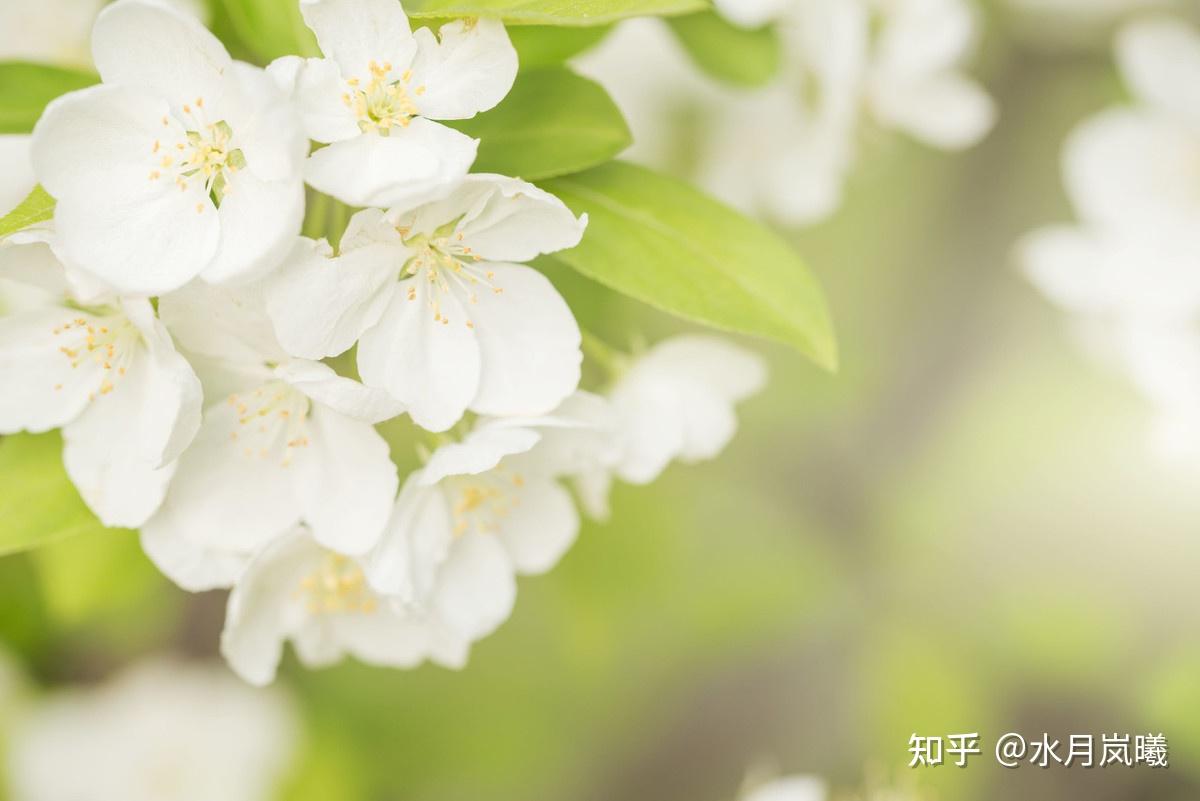 經年隔世看遍落花飛雨,靜美河山給我一段老時光在時間的河上在茫茫的