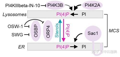 Cell：磷脂酰肌醇信号实现对溶酶体功能的营养调节控制 知乎