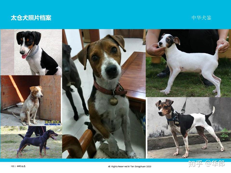 中华犬鉴-中国原生犬(土狗)分类 - 知乎