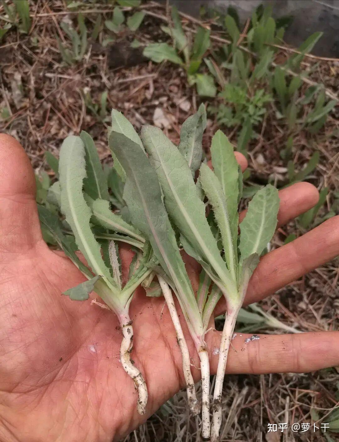 常见野菜之苦菜系 - 知乎
