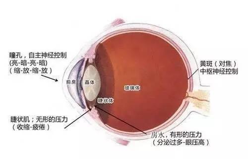经常转动眼球可以恢复视力吗 