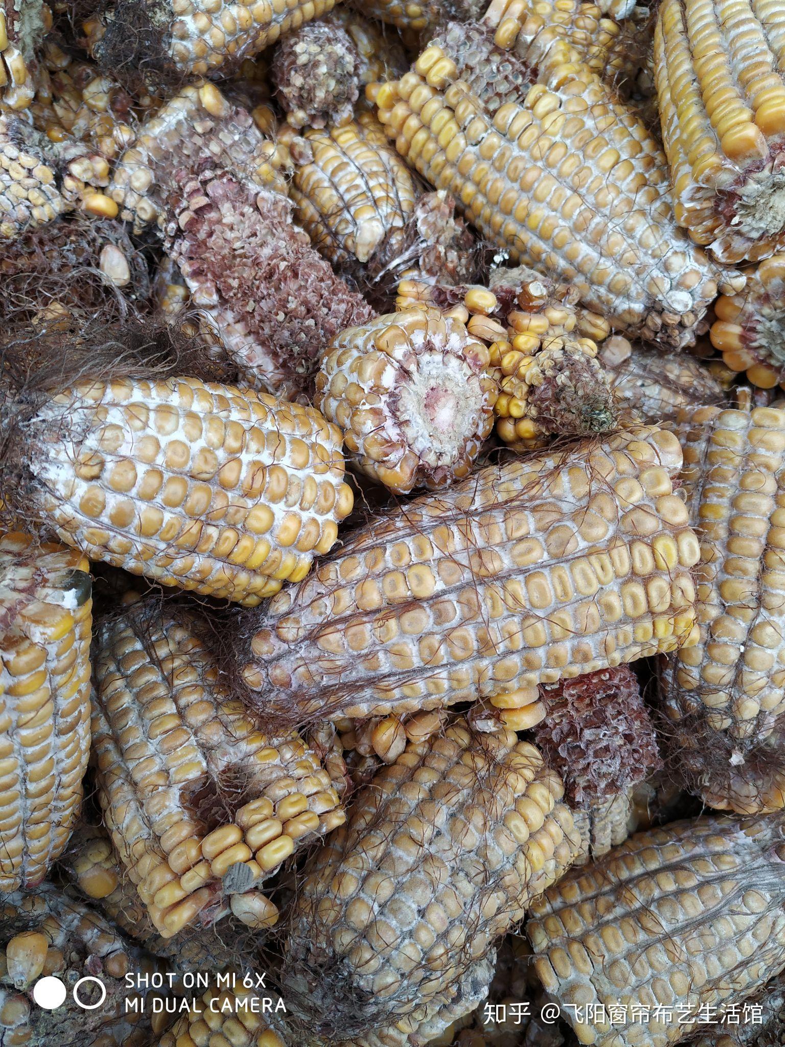 请教下腐烂的玉米粒可以做有机肥吗?怎么做比较好?