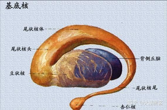 记忆力提升之路2 - 记忆分类以及究竟我们的记忆储存在哪裡? - 知乎