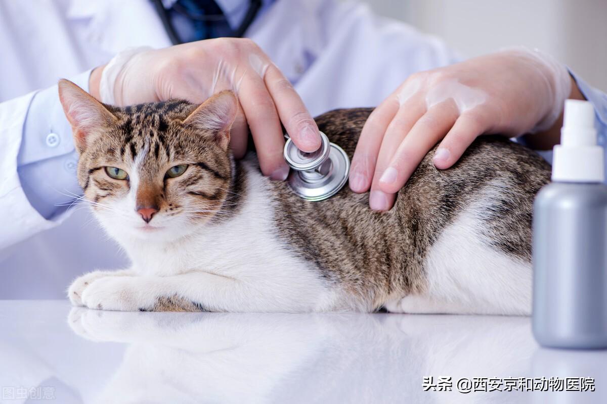 干性猫传腹早期症状，以及痊愈过程分享 - 知乎