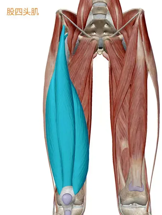 第二式:阔筋膜张肌与髂胫束放松第三式:腘绳肌放松第四式:大腿内收肌