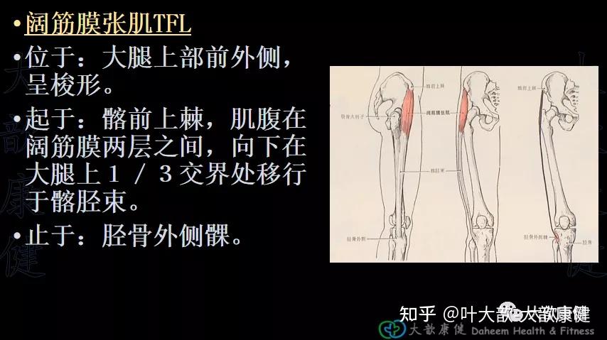 全身弹力悬吊拉伸法八髋关节拉伸