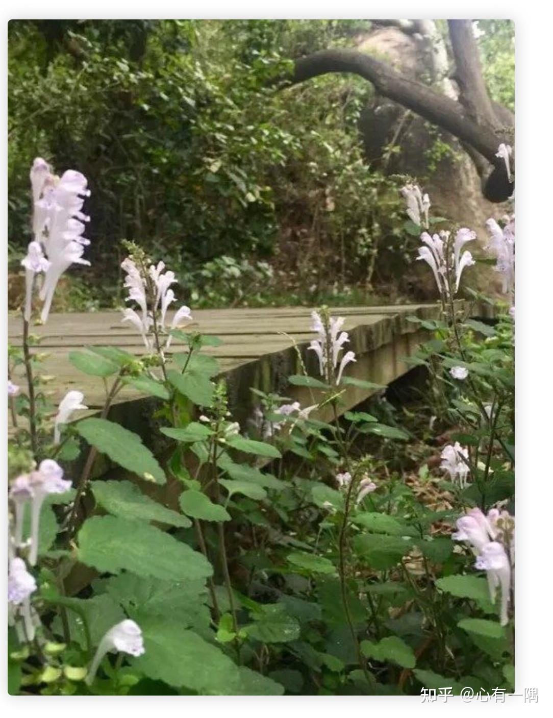 美诗小赏9: 用生命影响生命--泰戈尔- 知乎