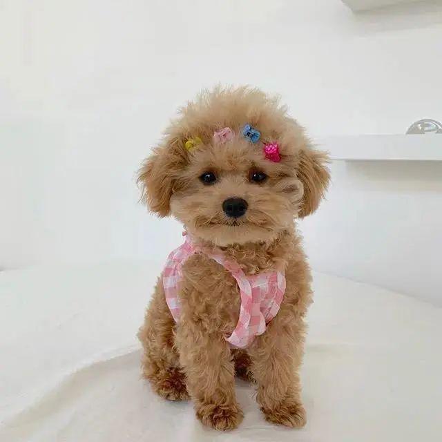 给贵宾梳漂亮的小辫儿没想到两天后笑到劈叉