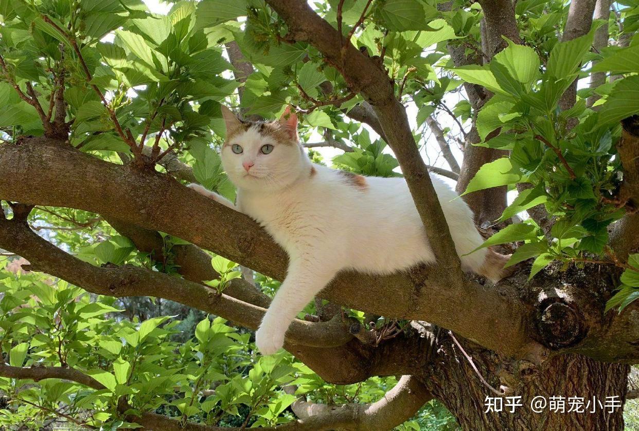这几种猫“不容易生病”,少花不少钱,适合家养 - 知乎