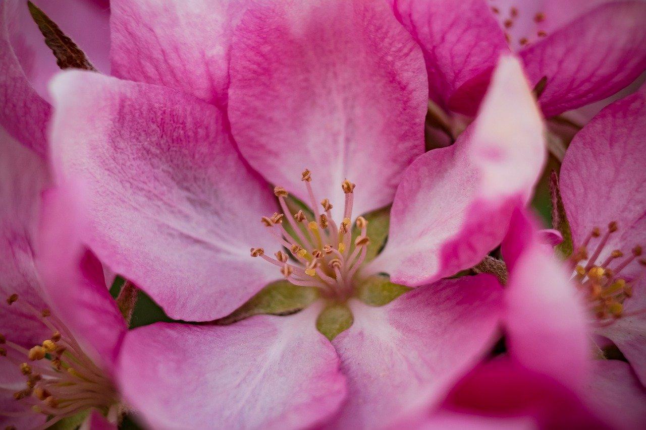 海棠花什么时候栽