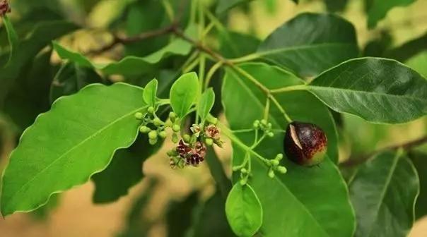 印度白檀精油与西印度檀香与澳洲檀香的区别