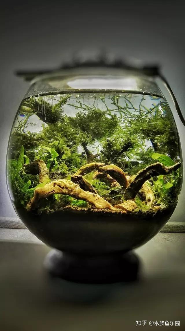 21个微型生态缸景观