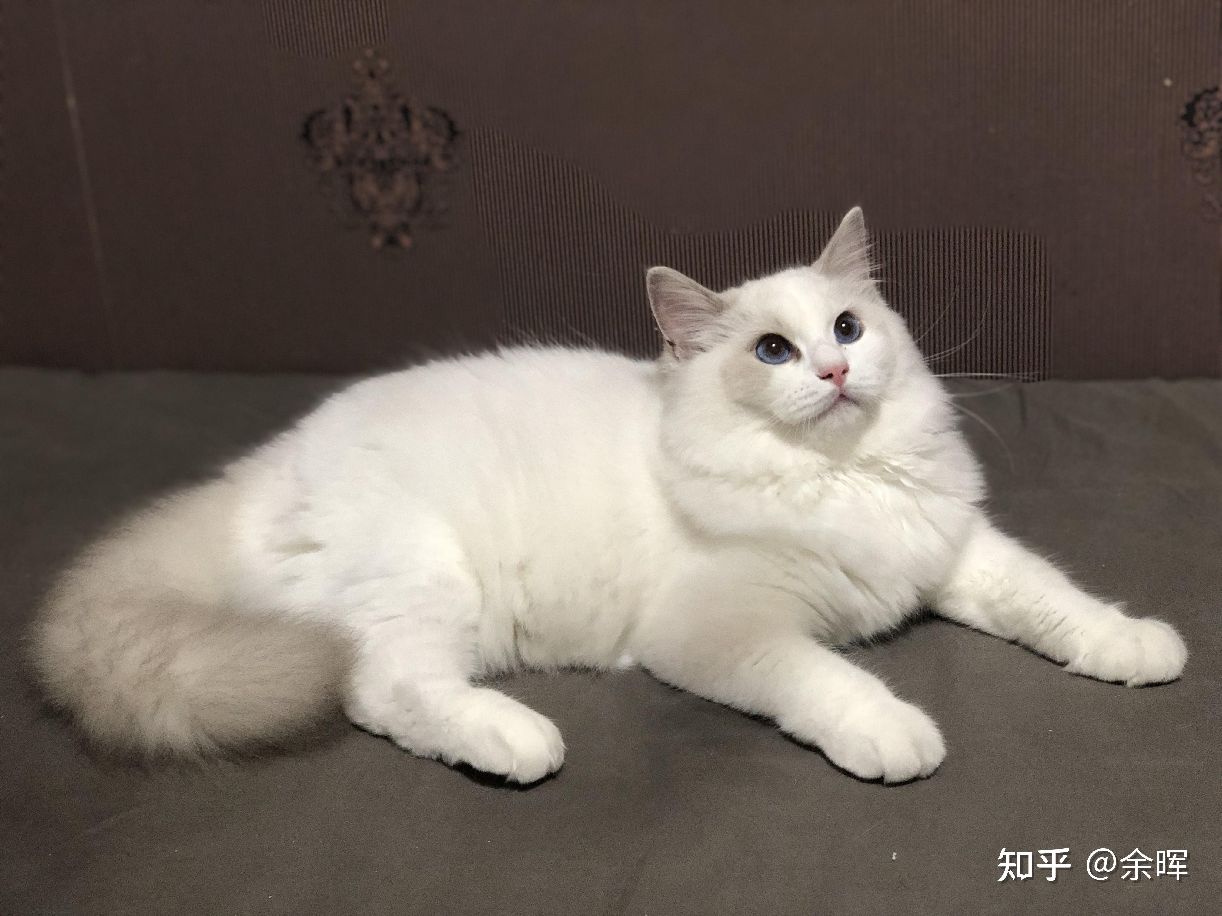 有没有纯白色的布偶猫? - 知乎