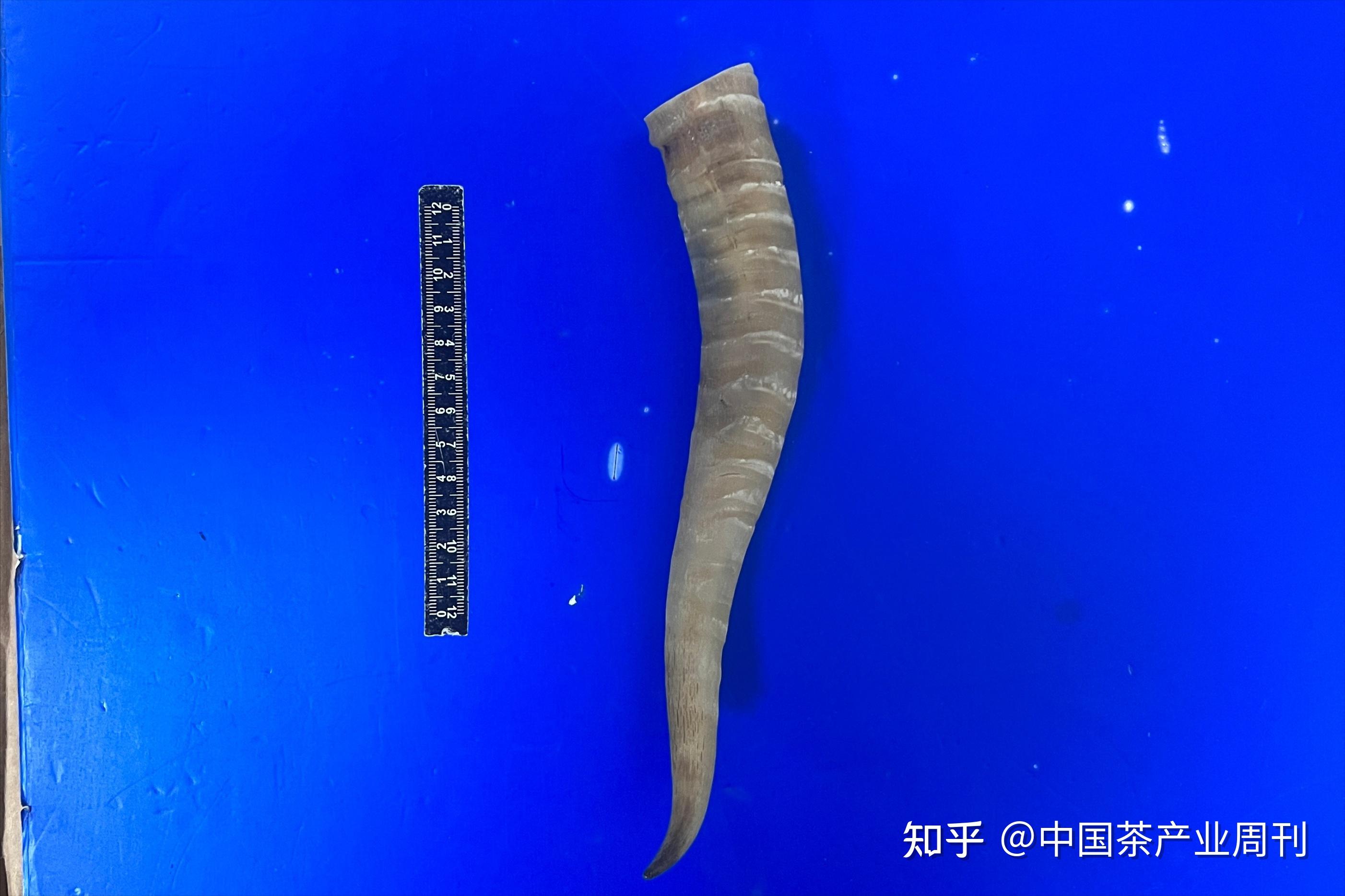 深圳北站查获国家一级保护动物蒙原羚羊角 - 知乎