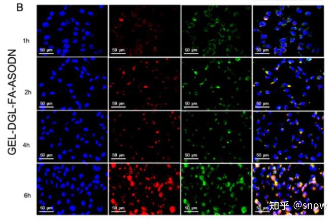 材料的溶酶体逃逸的实验,结果和分析如下:上周我做了一下溶酶体染色