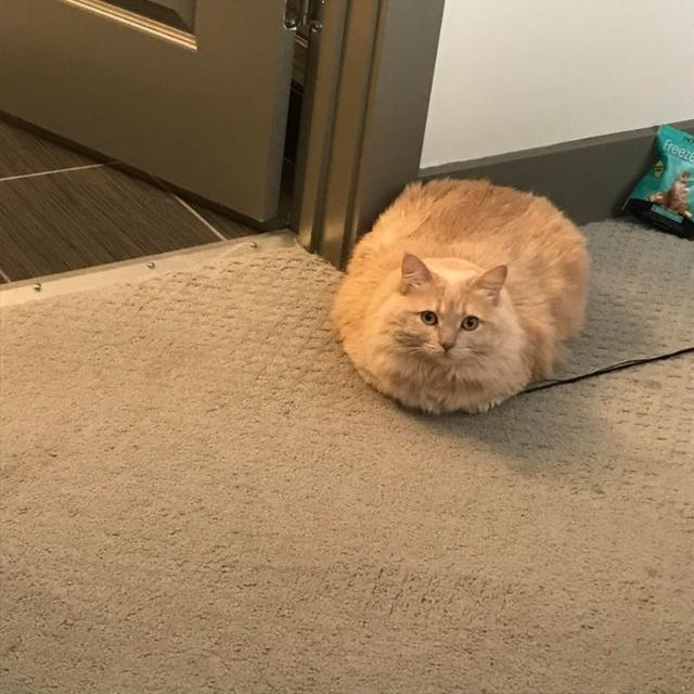 猫连续几个小时保持一个姿势趴坐着，他们手脚不麻吗？
