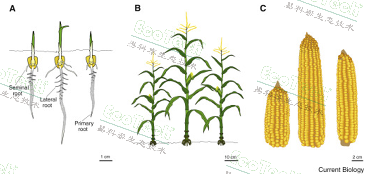 易科泰植物表型成像分析技术应用案例——杂种优势与杂交育种 - 知乎