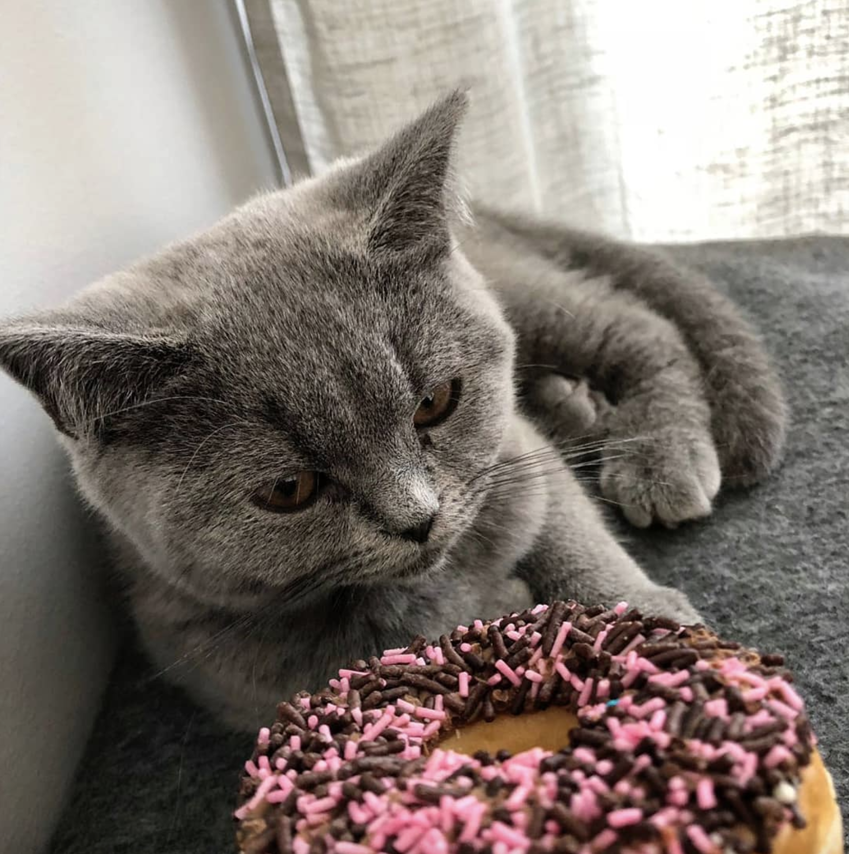 吸猫大会:英国短毛猫ollie - 知乎