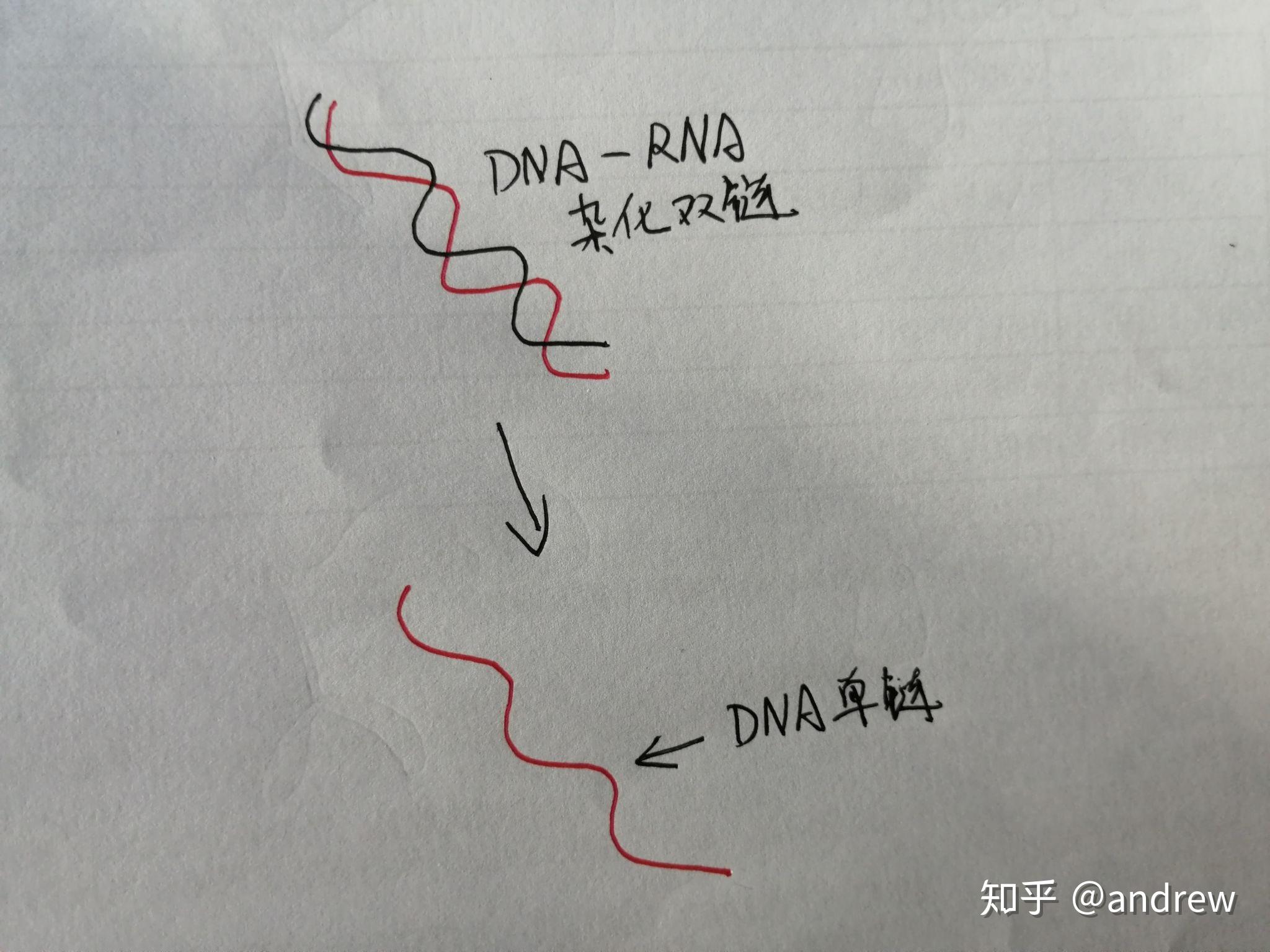 啥是逆转录?