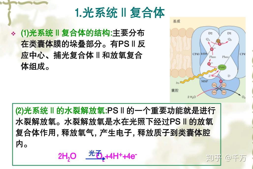 光合作用中水的光解都在葉綠體類囊體薄膜上進行嗎