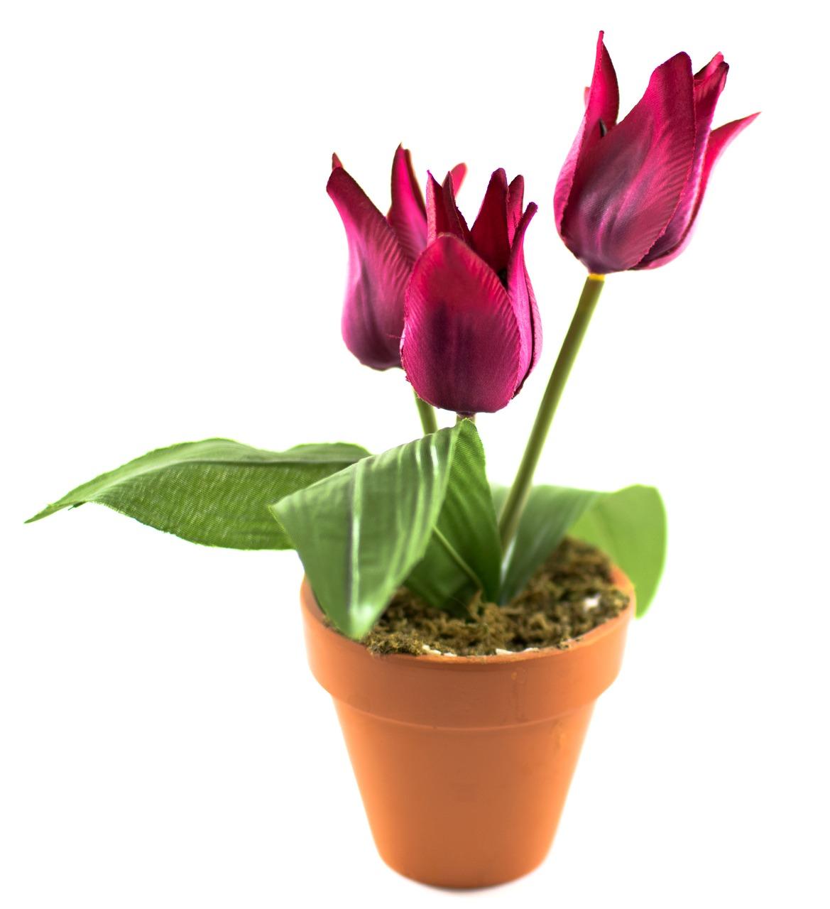 3. 花朵养护技巧