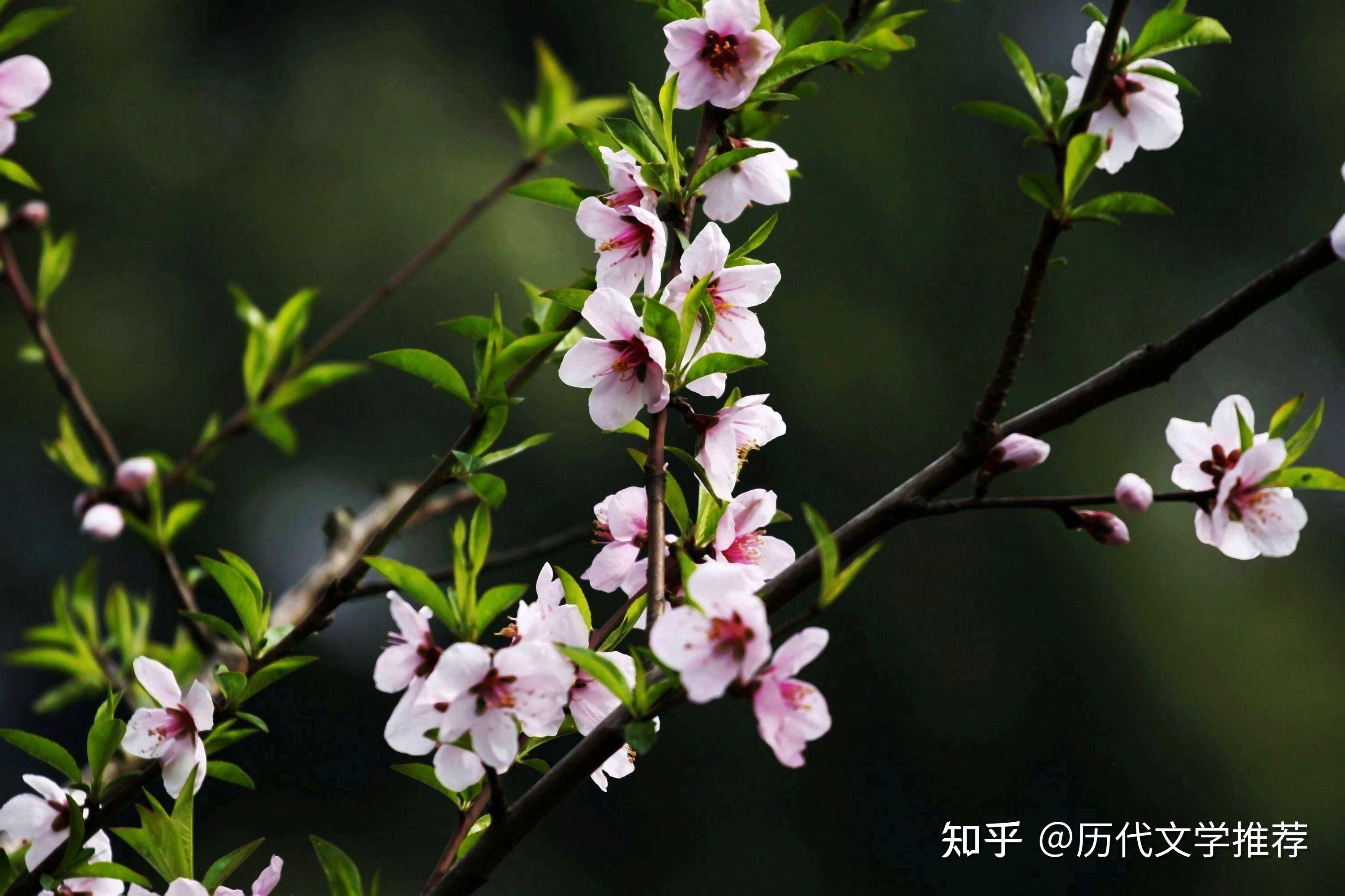那些一眼万年的“桃花”诗句(300句)整理 - 知乎