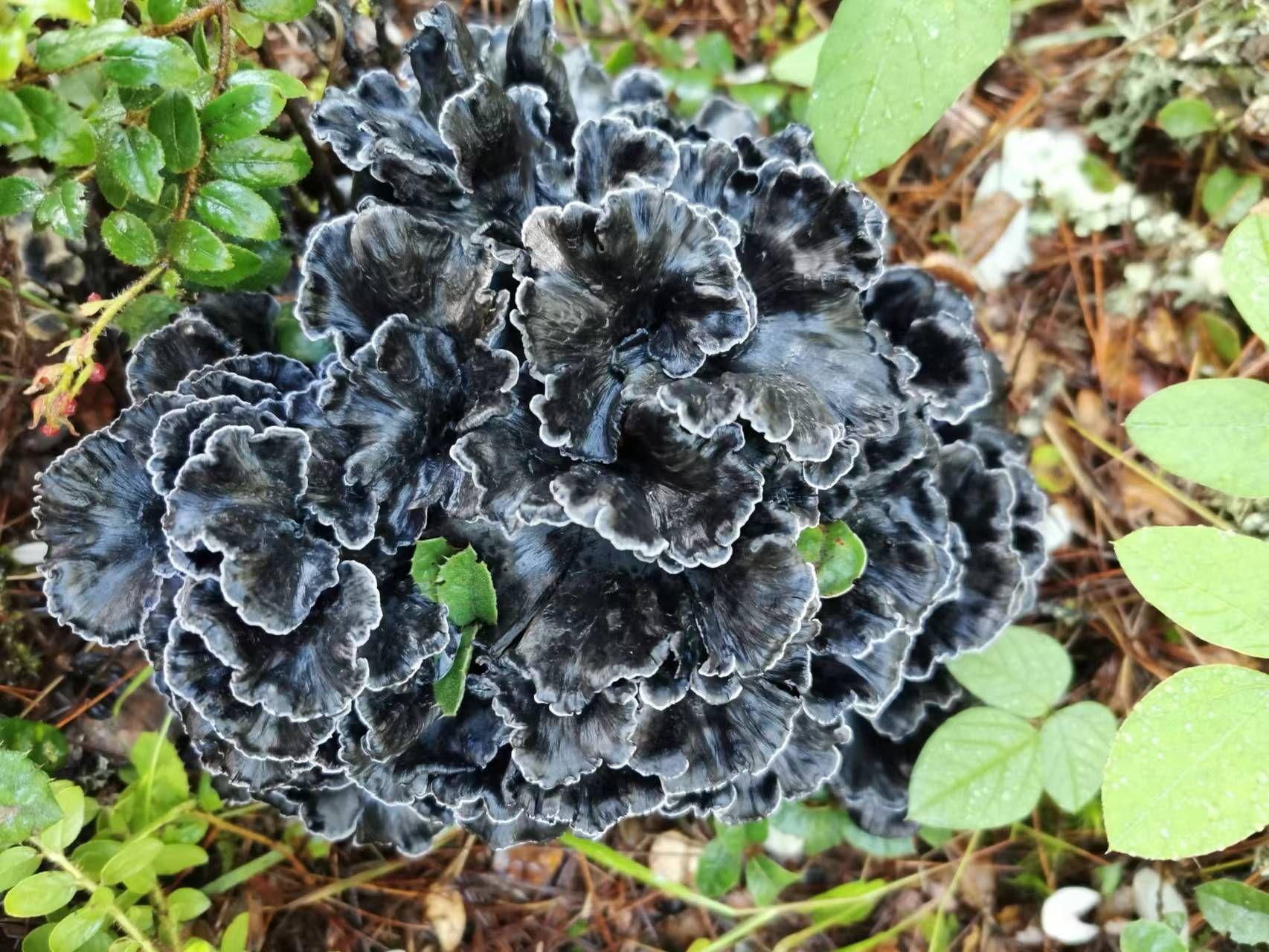 山野藏珍馐:干巴菌