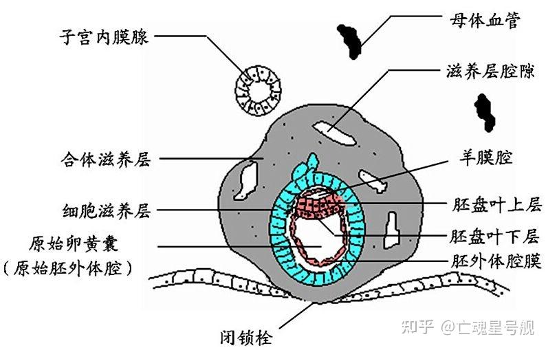 悲剧巧合——对于葡萄胎的15min思考