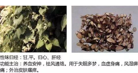 500余种中草药图  第410张