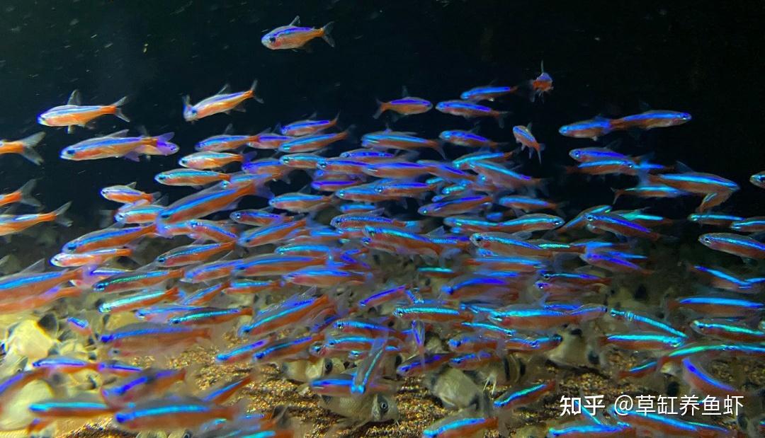 漂亮的紅綠燈魚怎麼養如何繁殖這幾點你要重視起來