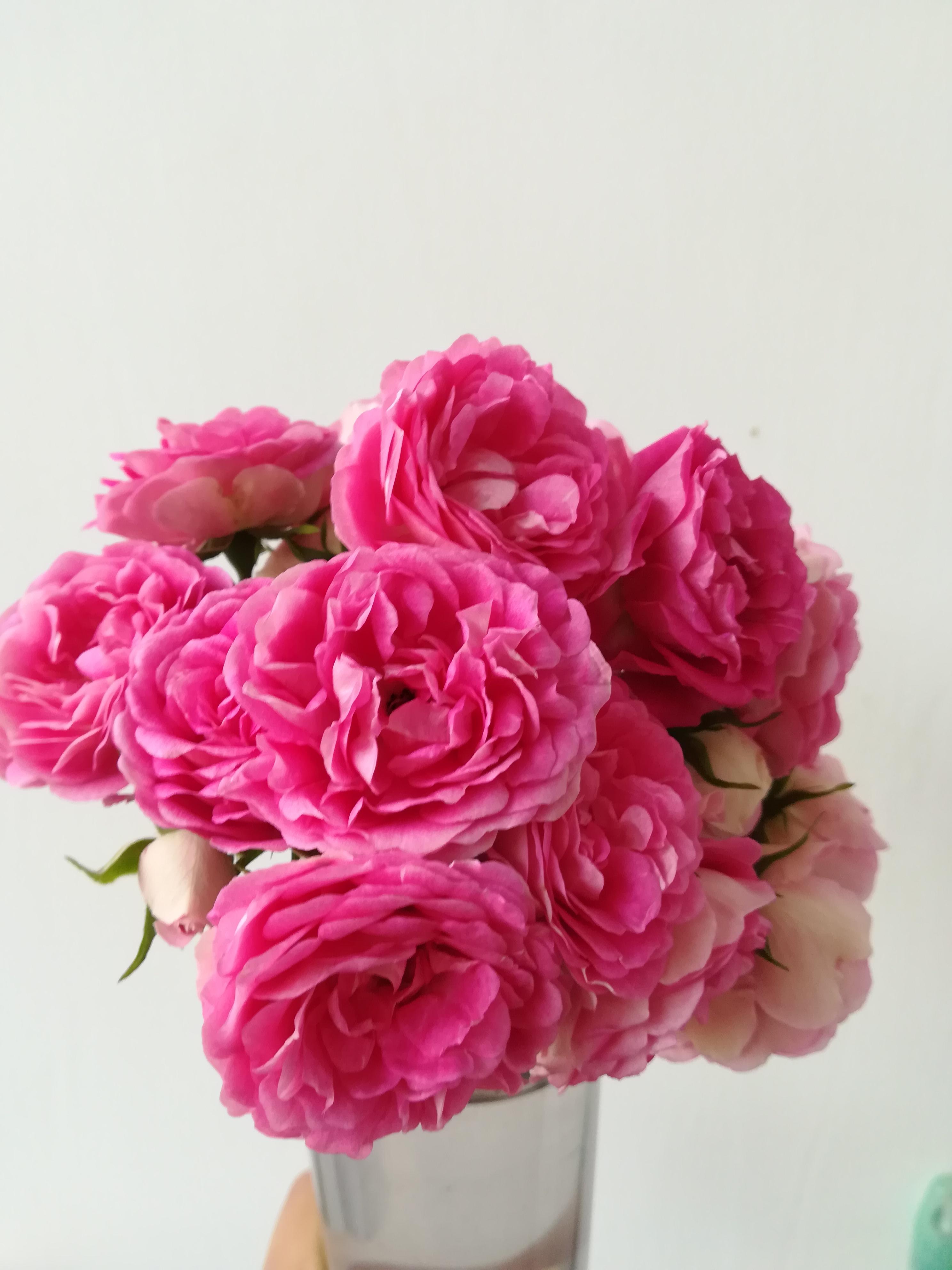 胭脂扣月季怎么样? - 知乎