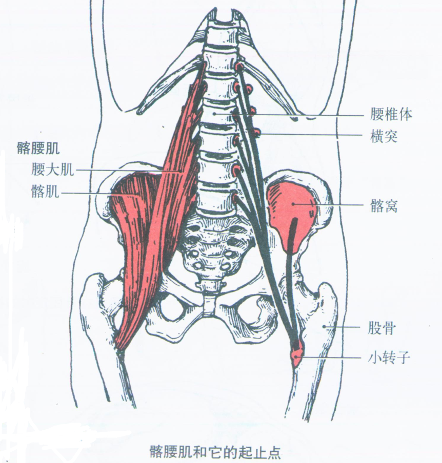 部位:在腰椎两侧和骨盆内面,由腰大肌(psoas major),髂肌(iliacus)