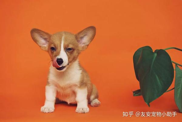 狗狗最近老咳嗽 是生病了吗 知乎