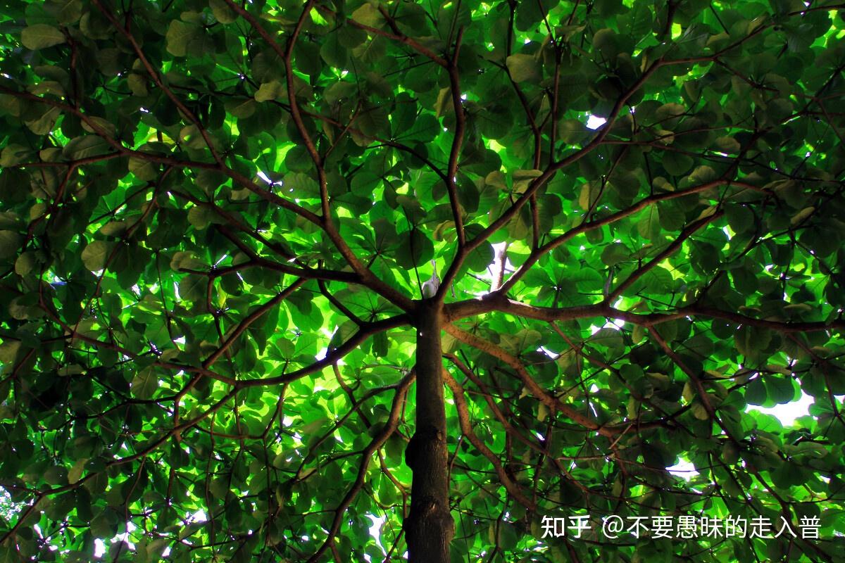 图片(生命树)4.生命很短暂.