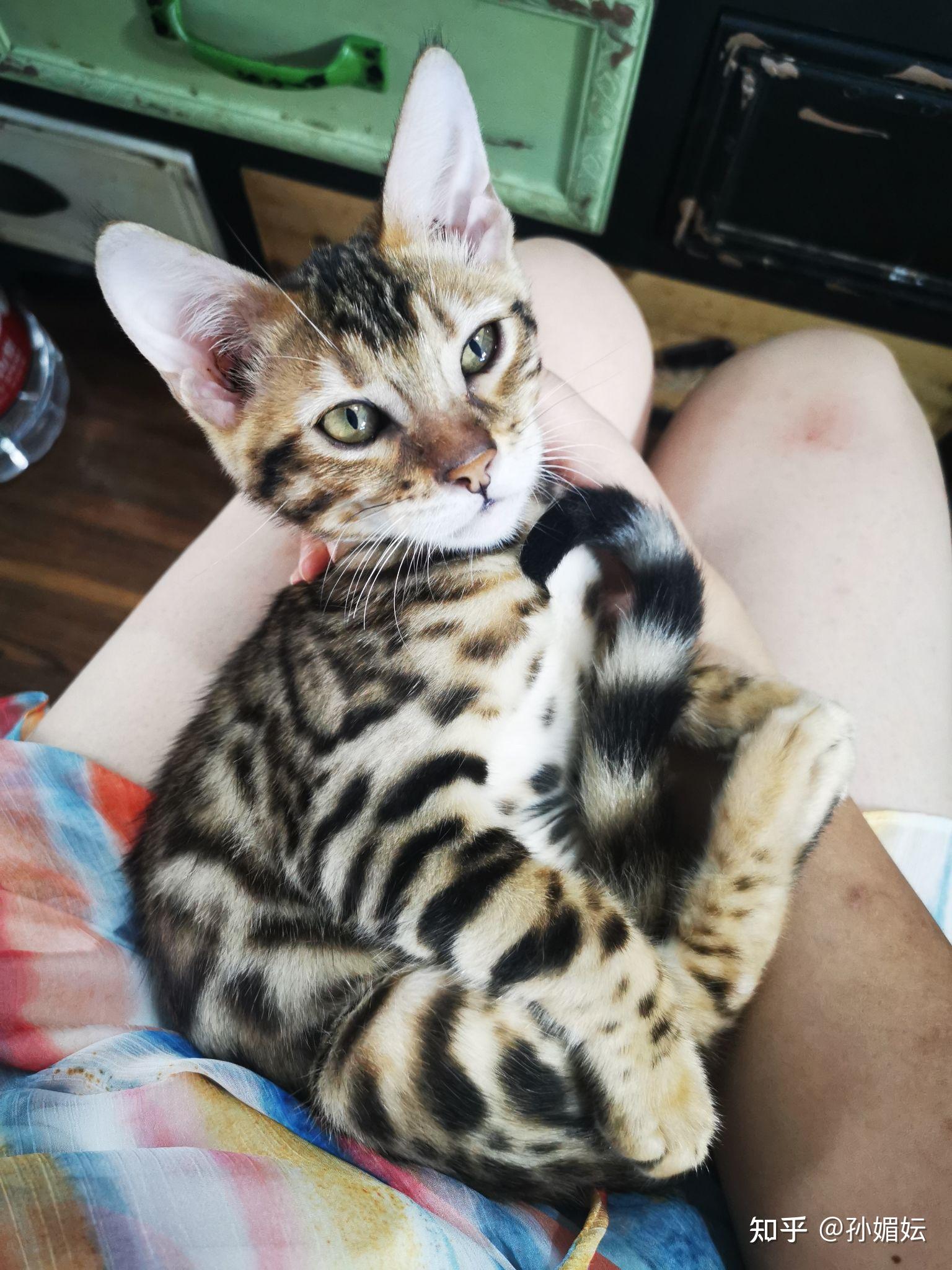 这是美短棕虎斑还是大理石纹豹猫? - 知乎