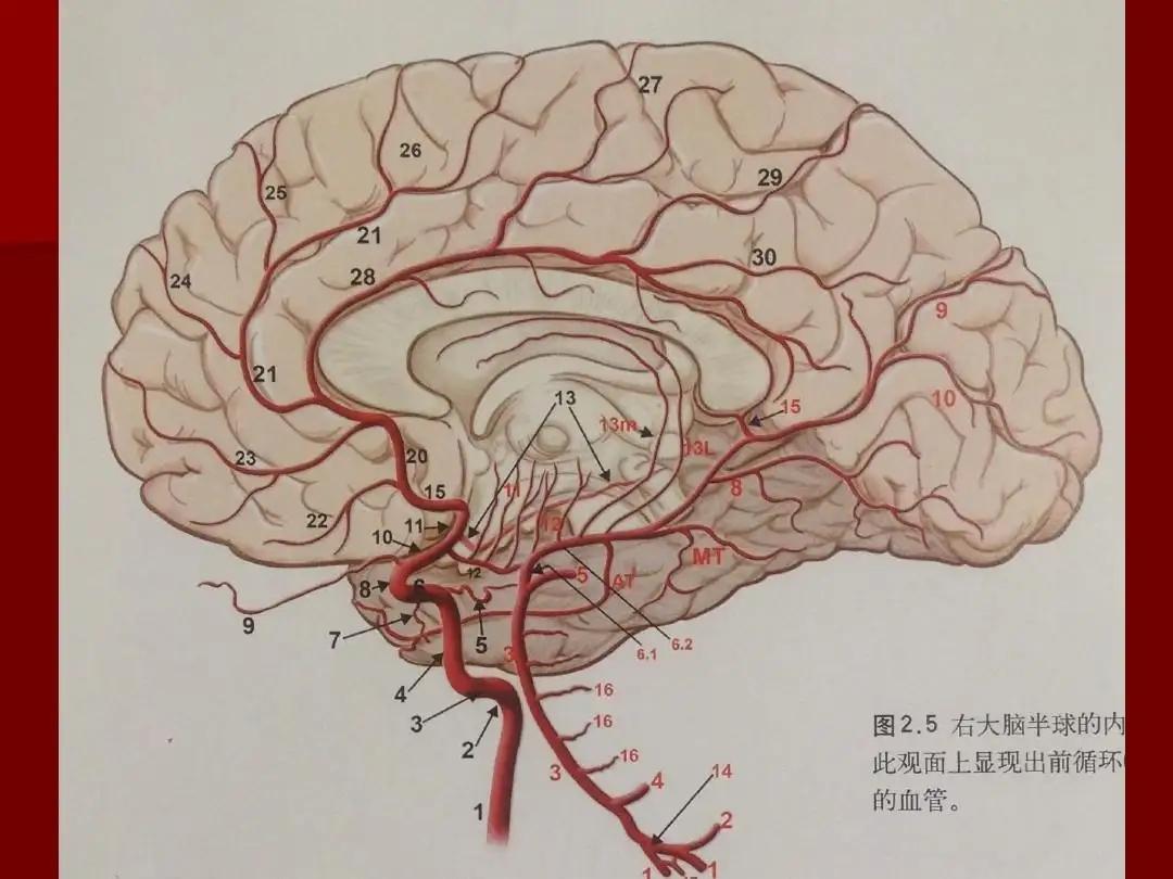 图5-1-67 经大脑皮质上部横断面-人体解剖学与组织生理病理学-医学