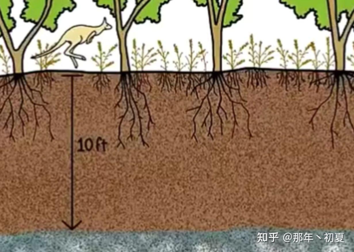 土壤盐碱化(土壤盐碱化的成因) 