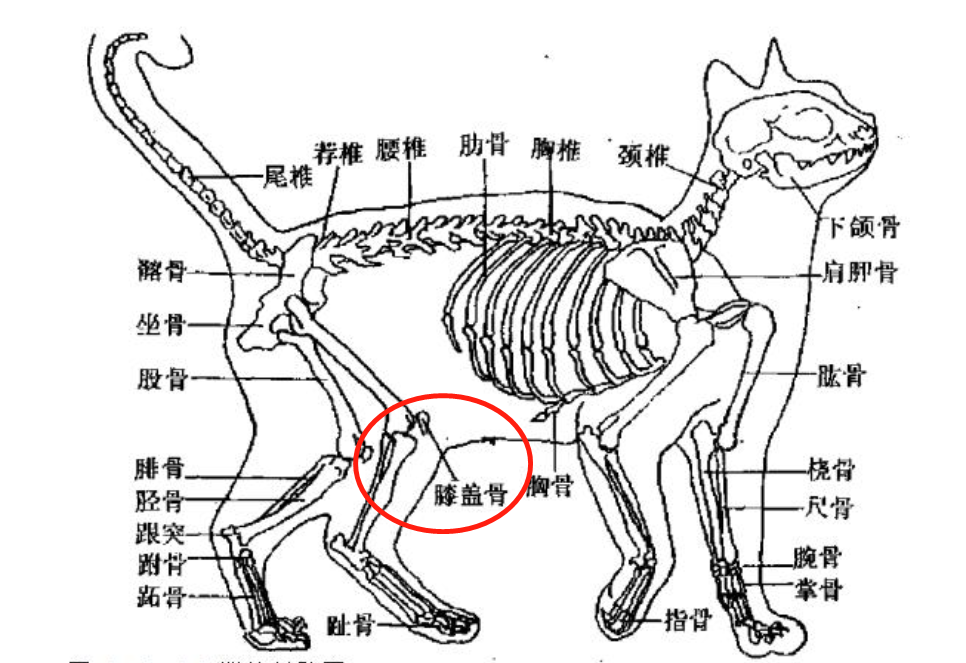 猫的骨骼结构图清晰图图片