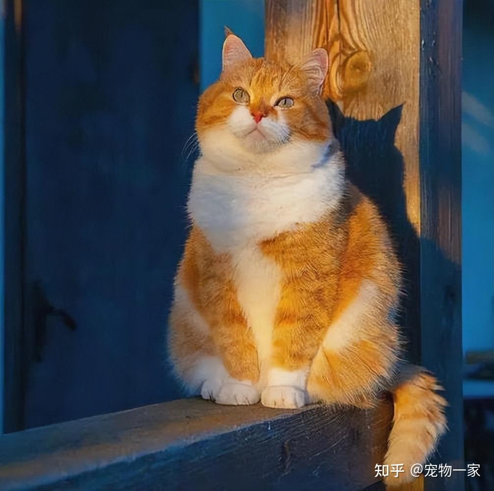 橘猫值得养吗？看完这些“优缺点”你就有答案了 - 知乎