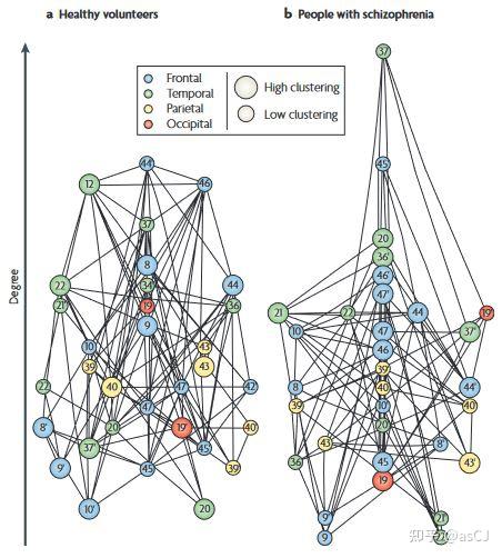 Complex brain network: graph theoretical analysis of structural and ...