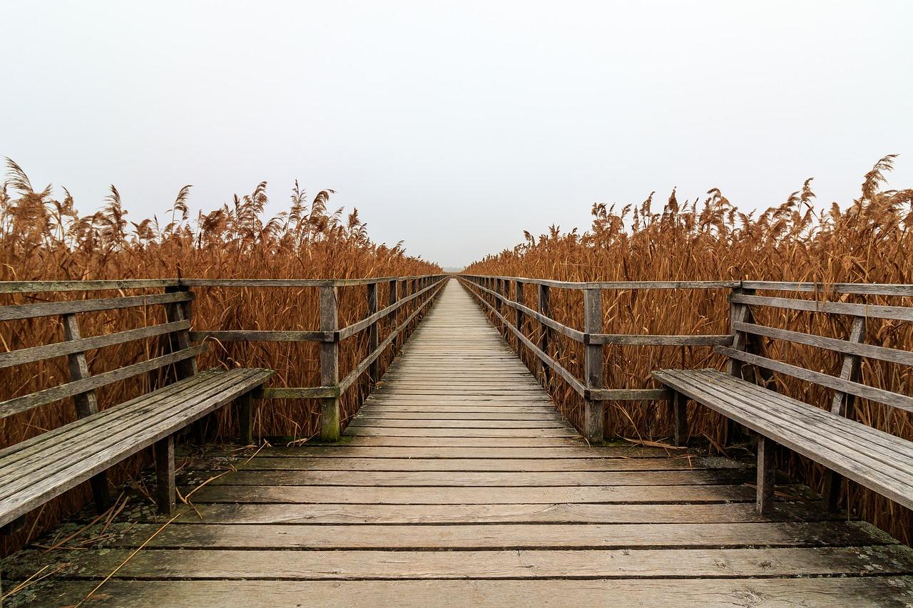 2. 椿树种类大解析